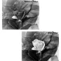 Krāsu filtri - B+W Filter F-Pro 090 Red filter -590- MRC 82mm - ātri pasūtīt no ražotāja
