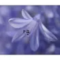 Objektīvi - Panasonic LEICA DC Makro Elmarit 45mm F2.8 (H-ES045E) - ātri pasūtīt no ražotāja