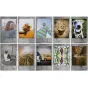 Instantkameru filmiņas - Colorfilm instax mini STONE GRAY (10PK) - ātri pasūtīt no ražotāja