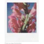 Instantkameru filmiņas - POLAROID ORIGINALS COLOR FILM FOR SX-70 - ātri pasūtīt no ražotāja