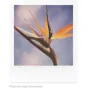 Instantkameru filmiņas - POLAROID ORIGINALS COLOR FILM FOR SX-70 - ātri pasūtīt no ražotāja