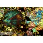 Mikroskopi - BRESSER MikroCam II 20 MP 1 microscope camera - ātri pasūtīt no ražotāja