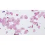 Mikroskopi - BRESSER prepared slides, high quality, set of 10 - ātri pasūtīt no ražotāja