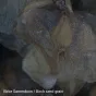 Mikroskopi - Bresser NATIONAL GEOGRAPHIC Stereo Microscope - ātri pasūtīt no ražotāja