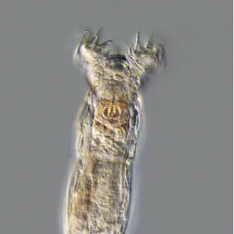 Produkto paveikslėlis