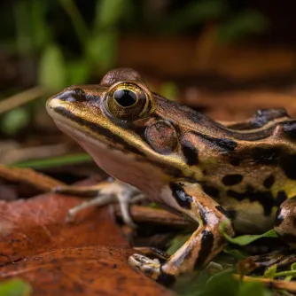 Produkto paveikslėlis