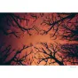 Photo films - KONO Film Rotwild 2KONO ROTWILD No2, redscale, 35mm color negative photo film, - buy today in Master Foto store and with delivery
