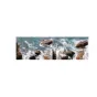 PGYTECH DJI Action 2 Filter ND-PL Set P-28A-012 4-Pack