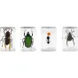 Celestron Microscope Sample 3D Bug Kit 5 - 4 tikri vabzdžių pavyzdžiai, išsaugoti skaidriame dervoje detalizuotam stebėjimui su skaitmeniniais mikroskopais, įskaitant Azijos milžinišką hornetą, vario vabalą, skruzdėlę ir brangak