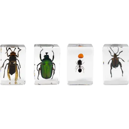 Celestron Microscope sample 3D bug Kit 5