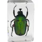 Celestron 3D bug kit - Tikras žalias vabalas akrilo ekspozicijoje