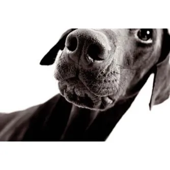 Produkto paveikslėlis