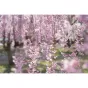 Objektīvi - Sony Planar T* FE 50mm f/1.4 ZA Lens SEL50F14Z - ātri pasūtīt no ražotāja